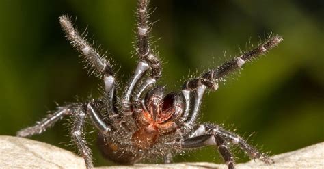 Most Dangerous Spider