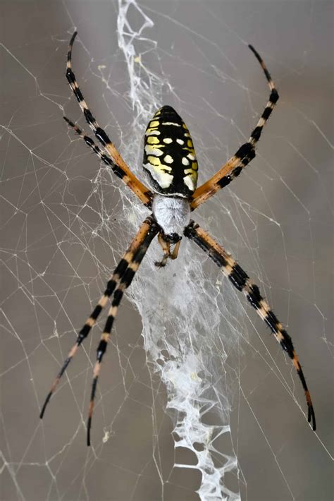 Why do Orb Weaving Spiders Make Patterned Webs? | U.S. Pest