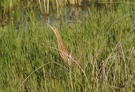 AMERICAN BITTERN – Birds of Nebraska – Online