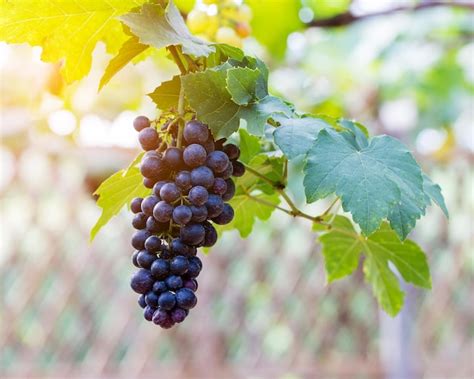 Premium Photo | Vine grapes at harvest