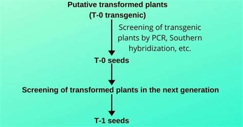 What are the Transgenic Plants? - sciencendtech