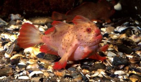 New population of rare red handfish discovered - Australian Geographic