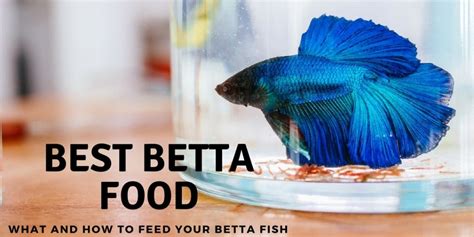 Can Betta Fish Eat Carrots? Everything You Need to Know