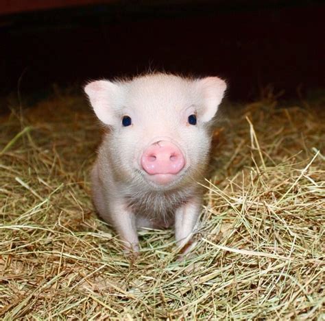 www.oinkoinkminipigs.com | Cute piggies, Baby pigs, Pet pigs