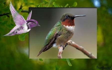 CUTE HUMMINGBIRD - Birds & Animals Background Wallpapers on Desktop Nexus (Image 2187367)