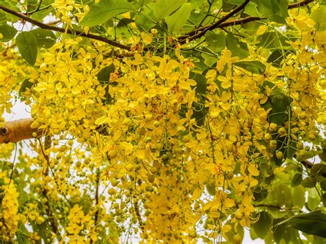 Flowers Of Cassia Fistula Free Stock Photo - Public Domain Pictures