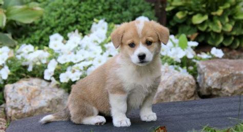 Pembroke Welsh Corgi Mix.Meet Beauty a Puppy for Adoption.