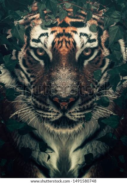 Tiger Face Wild Tiger Head Wallpaper Stock Photo 1491580748 | Shutterstock