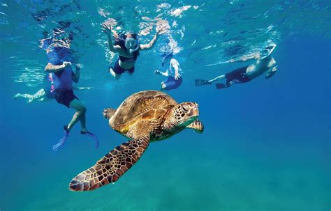 How to Snorkel Safely With Sea Turtles in Maui