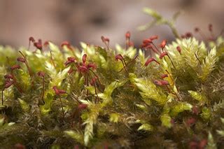 Larger mouse-tail moss | Larger mouse-tail moss (Isothecium … | Flickr