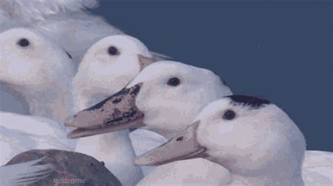 Duck Laugh GIF - Duck Laugh Laughing - Discover & Share GIFs