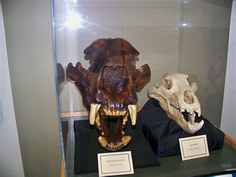 Short Faced Bear Skull