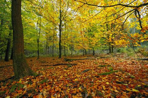 Deciduous forest in summer stock photo. Image of woodland - 16673448