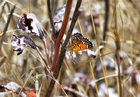 8 rare butterflies and how to support their conservation