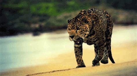 Jaguar GIF - Find & Share on GIPHY