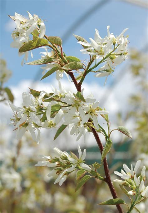 Autumn brilliance serviceberry - gertyhere