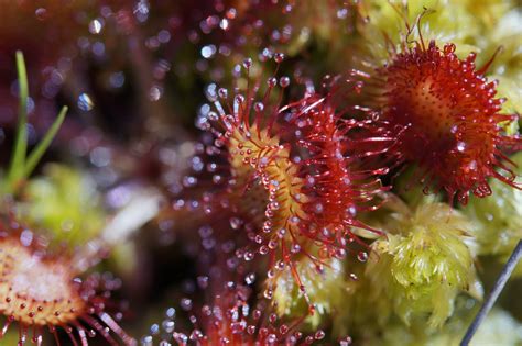 Download free photo of Sundew,carnivore,plant,sticky,droplets - from ...