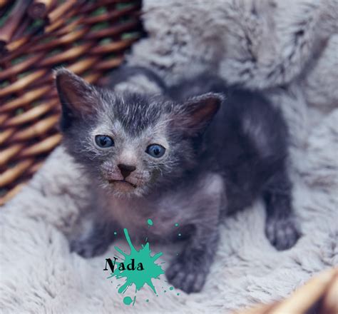 Lykoi kitten 😻😻😻 | Cute animals, Love animal, Animals