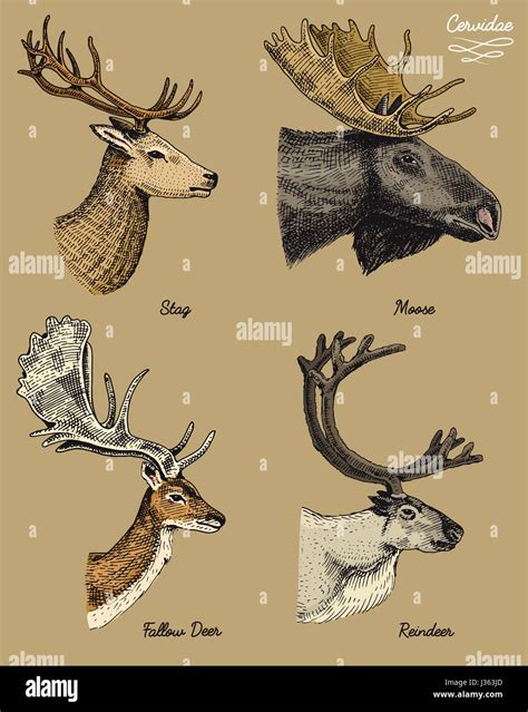 reindeer, moose, eurasian elk, doe roe deer and stag vector hand drawn illustration, engraved ...