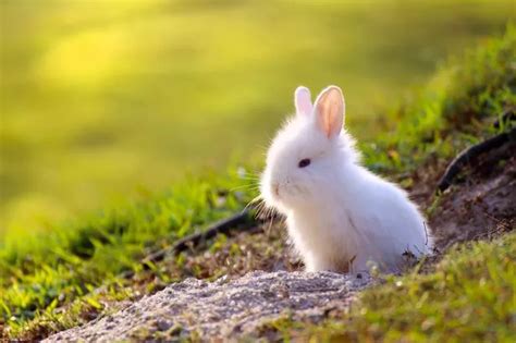 The reason we say white rabbits on the first of the month - Leicestershire Live