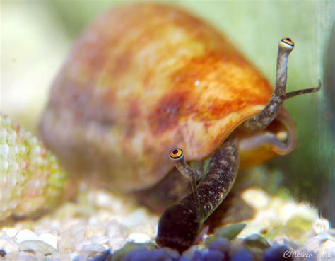 Conch snail eyes : r/awwwtf