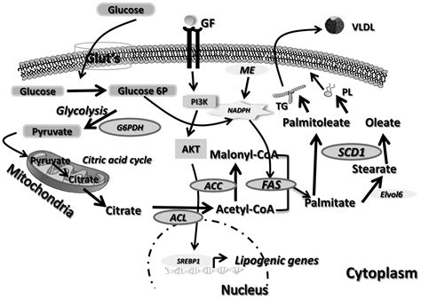 Lipogenesis in cancer progression (Review)