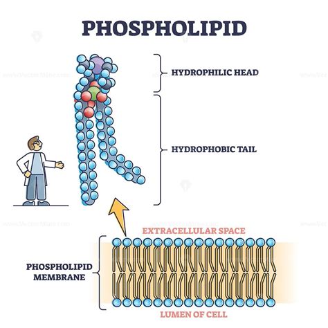 Phospholipid or phosphatides lipids microscopical structure outline diagram - VectorMine