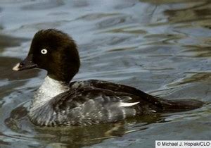 female common goldeneye duck swimming along - Birds Photo (36091550 ...