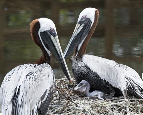 Brown Pelican Stock Photos. Brown Pelican Parents with Baby Pelican. Baby Pelican. Feeding Fish ...