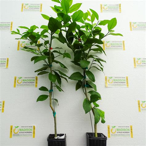 Everbearing Lemon Trees for Sale - MadisonCitrusNursery.com – Madison ...