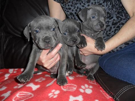 Staffordshire Bull Terrier Puppies For Sale | Tucson, AZ #228194