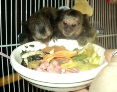 Primate Diet and Recipes - Monkey feeding tips and ideas