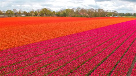 Where to Find the Best Tulip Fields in Flevoland | KIPAMOJO