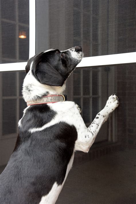 What is Pet Resistant Window & Door Screening? | Phifer