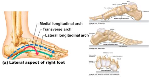 A Closer Look At The Arches Of The Foot