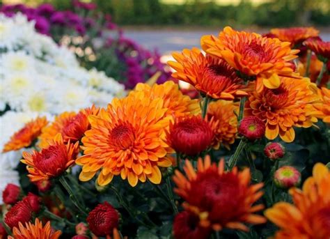 November Birth Flower | The Old Farmer's Almanac