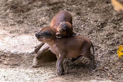 Mammals Mating - Pets Lovers