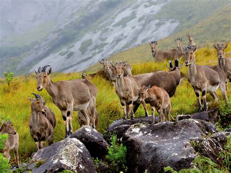 Eravikulam National Park and Eco tourism Activities | Trekking Packages Idukki | Eco Tourism in ...