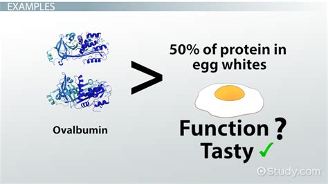 Globular Proteins: Definition, Structure & Examples - Video & Lesson Transcript | Study.com