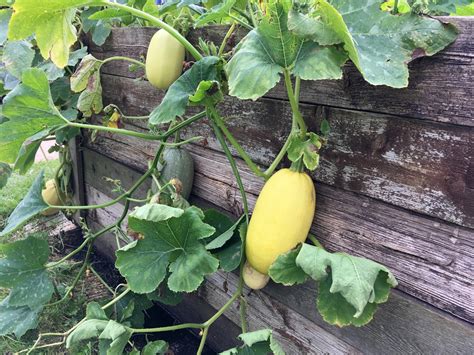 Growing Spaghetti Squash Like a Born Farmer