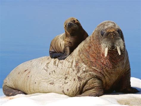 Walrus Pictures – National Geographic | Mother and baby animals, Baby walrus, Cute baby animals