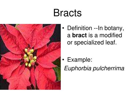 PPT - Flower morphology PowerPoint Presentation - ID:3614831