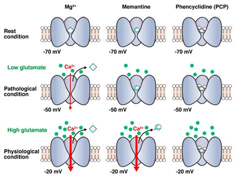 Biomolecules | Free Full-Text | Is Memantine Effective as an NMDA ...