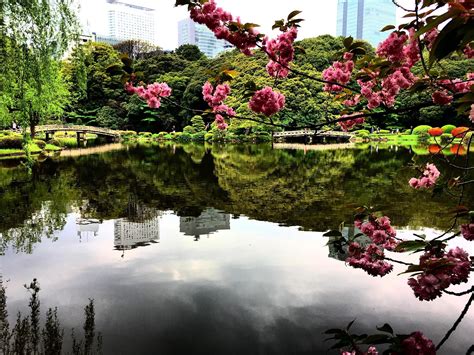 Shinjuku Gyoen (National Garden) at the beginning of Spring | Shinjuku gyoen, Japan photo ...