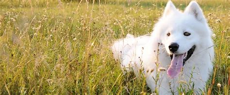 Samoyed Club of America Education and Research Foundation | Morris Animal Foundation