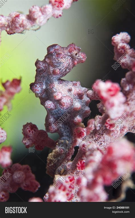 Seahorse Camouflage Image & Photo (Free Trial) | Bigstock