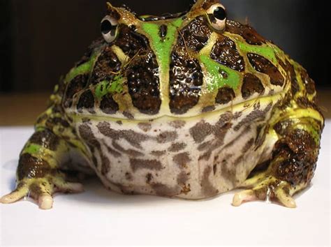 Horned Frog Animal Facts | Ceratophrys Ornata | AZ Animals