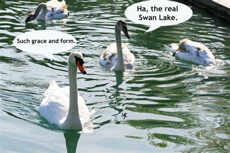 Swan Lake Cartoon | Lake cartoon, Swan lake, Cartoon pics