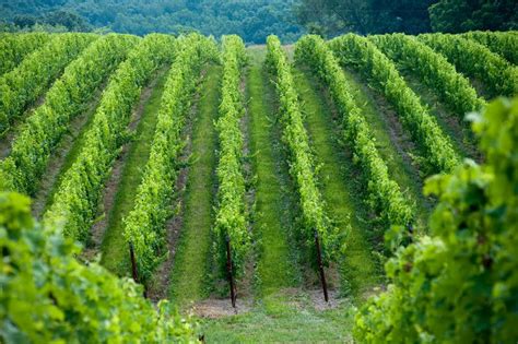 General Viticulture | University of Maryland Extension