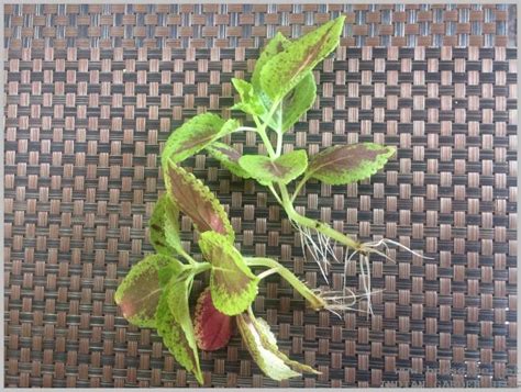 Grow Coleus cuttings in water – Propagation – GARDENING FOR BEGINNERS